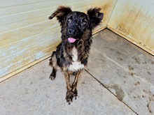 UBALDO, Hund, Mischlingshund in Italien - Bild 9