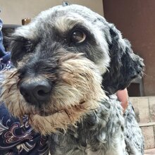 ZUZI, Hund, Mischlingshund in Rumänien - Bild 1