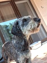 ZUZI, Hund, Mischlingshund in Rumänien - Bild 2