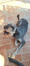 ZUZI, Hund, Mischlingshund in Rumänien - Bild 3