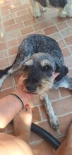 ZUZI, Hund, Mischlingshund in Rumänien - Bild 4