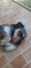 ZUZI, Hund, Mischlingshund in Rumänien - Bild 5