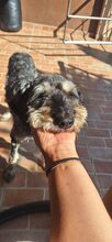 ZUZI, Hund, Mischlingshund in Rumänien - Bild 6