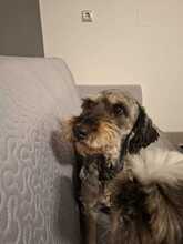 ZUZI, Hund, Mischlingshund in Rumänien - Bild 7