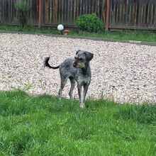 ZUZI, Hund, Mischlingshund in Rumänien - Bild 8