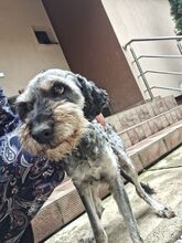 ZUZI, Hund, Mischlingshund in Rumänien - Bild 9