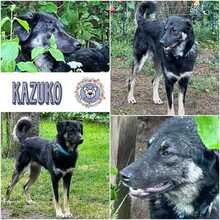 KAZUKO, Hund, Mischlingshund in Weiden - Bild 1