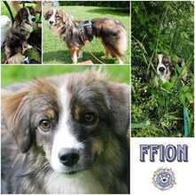 FFION, Hund, Mischlingshund in Möhnsen - Bild 1