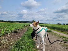 AVANI, Hund, Mischlingshund in Alling - Bild 2