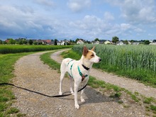 AVANI, Hund, Mischlingshund in Alling - Bild 3