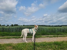 AVANI, Hund, Mischlingshund in Alling - Bild 4