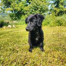 XIN, Hund, Mischlingshund in Friedrichshafen - Bild 1