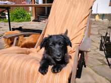 XIN, Hund, Mischlingshund in Friedrichshafen - Bild 2