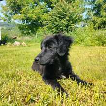 XIN, Hund, Mischlingshund in Friedrichshafen - Bild 3