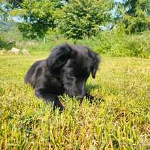 XIN, Hund, Mischlingshund in Friedrichshafen - Bild 4