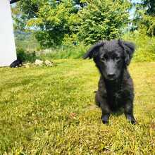 XIN, Hund, Mischlingshund in Friedrichshafen - Bild 5