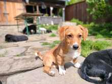 XURI, Hund, Mischlingshund in Friedrichshafen - Bild 1