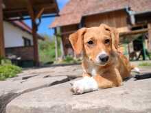 XURI, Hund, Mischlingshund in Friedrichshafen - Bild 2