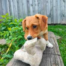 XURI, Hund, Mischlingshund in Friedrichshafen - Bild 3