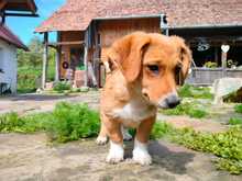 XURI, Hund, Mischlingshund in Friedrichshafen - Bild 4