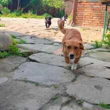 XURI, Hund, Mischlingshund in Friedrichshafen - Bild 5
