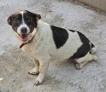 KUMA, Hund, Mischlingshund in Rumänien - Bild 10