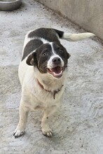 KUMA, Hund, Mischlingshund in Rumänien - Bild 2