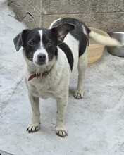 KUMA, Hund, Mischlingshund in Rumänien - Bild 4