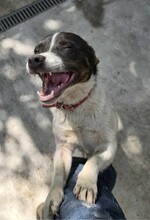 KUMA, Hund, Mischlingshund in Rumänien - Bild 5