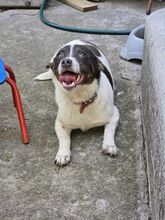 KUMA, Hund, Mischlingshund in Rumänien - Bild 6