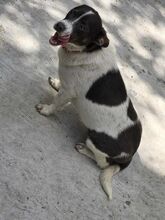 KUMA, Hund, Mischlingshund in Rumänien - Bild 7