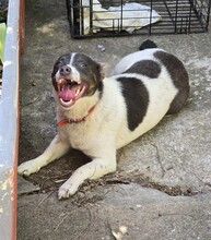 KUMA, Hund, Mischlingshund in Rumänien - Bild 9