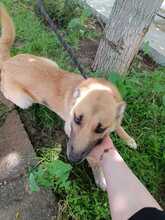 SUMMER, Hund, Mischlingshund in Rumänien - Bild 11