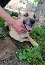 SUMMER, Hund, Mischlingshund in Rumänien - Bild 2