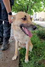 SUMMER, Hund, Mischlingshund in Rumänien - Bild 6