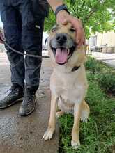 SUMMER, Hund, Mischlingshund in Rumänien - Bild 7