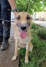 SUMMER, Hund, Mischlingshund in Rumänien - Bild 8