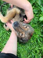 BRIE, Hund, Mini Collie in Rumänien - Bild 10