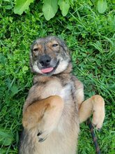 BRIE, Hund, Mini Collie in Rumänien - Bild 11