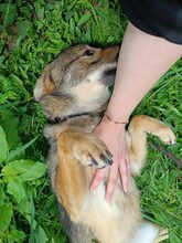 BRIE, Hund, Mini Collie in Rumänien - Bild 8