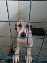 SHUNKA, Hund, Mischlingshund in Rumänien - Bild 11