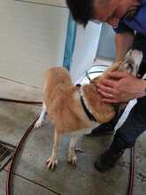 SHUNKA, Hund, Mischlingshund in Rumänien - Bild 8