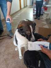 VICKI, Hund, Mischlingshund in Rumänien - Bild 2