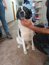 VICKI, Hund, Mischlingshund in Rumänien - Bild 3