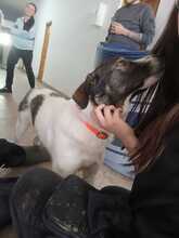 VICKI, Hund, Mischlingshund in Rumänien - Bild 4