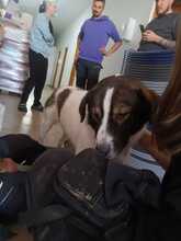 VICKI, Hund, Mischlingshund in Rumänien - Bild 5