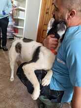 VICKI, Hund, Mischlingshund in Rumänien - Bild 7