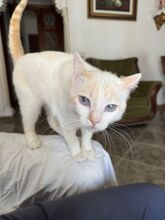 MIA2, Katze, Hauskatze in Spanien - Bild 1