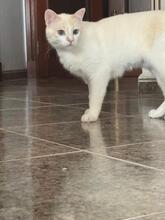 MIA2, Katze, Hauskatze in Spanien - Bild 2