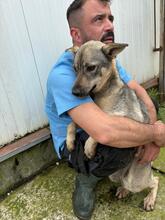 BILBO, Hund, Mischlingshund in Rumänien - Bild 2